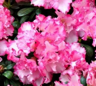 通化好屋（第1張）