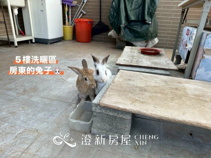 🌳可養寵大套房/可租補/垃圾集中🌳 - Image 11