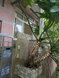 壽豐鄉志學新邨首排1,2樓別墅（第1張）