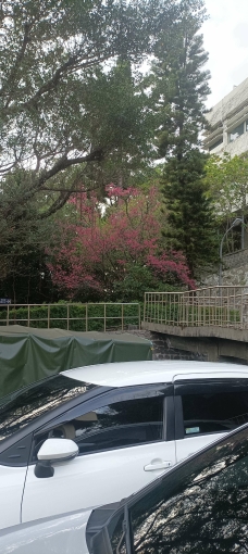 近捷運石牌站套房出租（第1張）