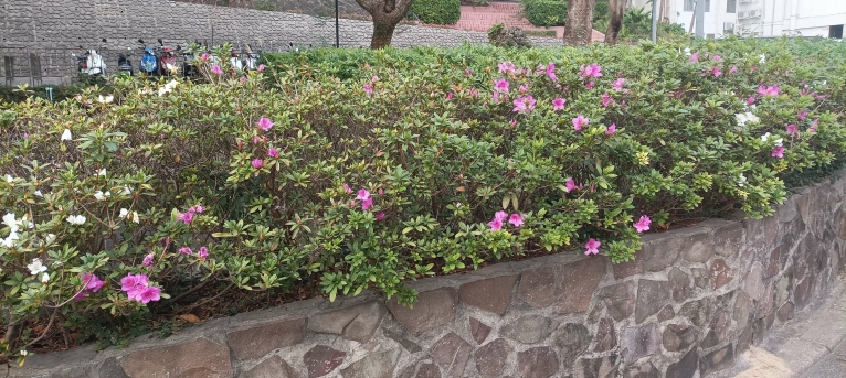 近捷運石牌站套房出租（第2張）