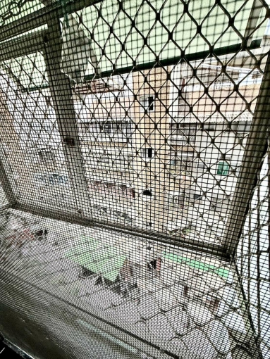 🌳可租補💖可貓✨超值便宜🏠速洽💖 - Image 5