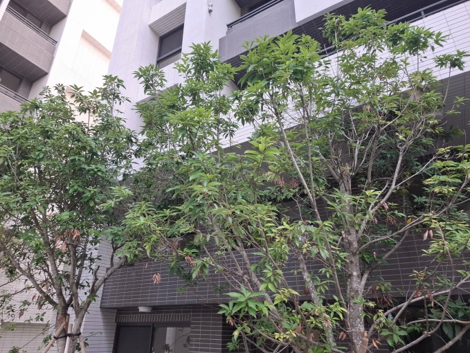 太平區3房#免仲介費#平車#全新電梯#可租補#配家電#近黃昏市場#國小 - Image 7